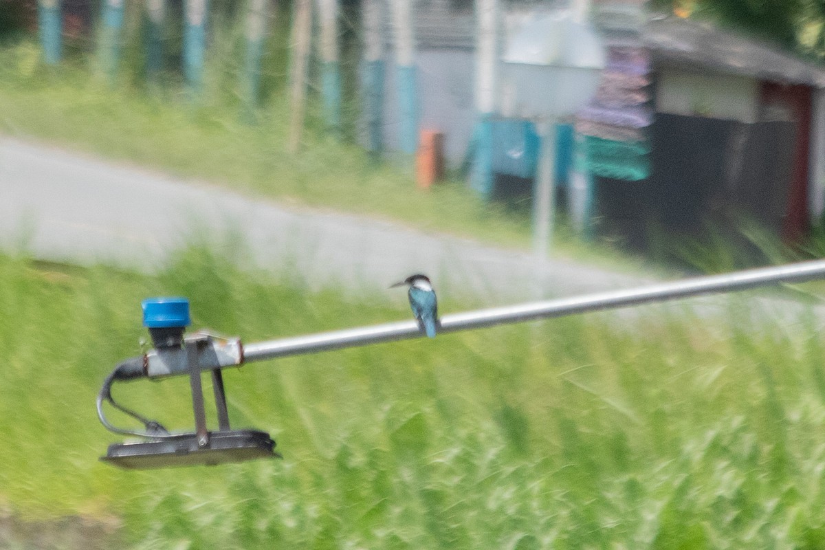 Green Kingfisher - ML644138077