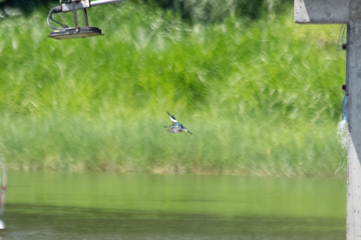 Green Kingfisher - ML644138078