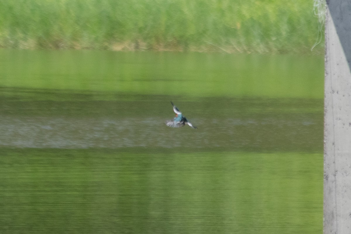 Green Kingfisher - ML644138079