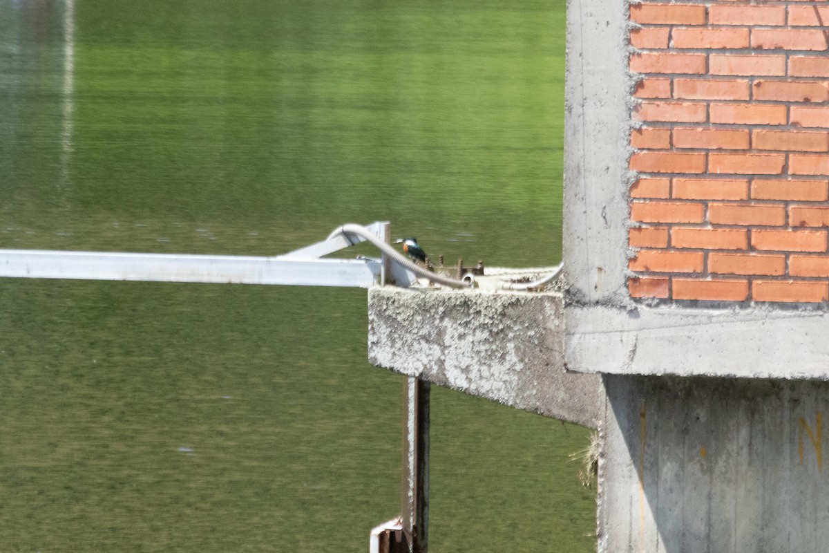 Green Kingfisher - ML644138080