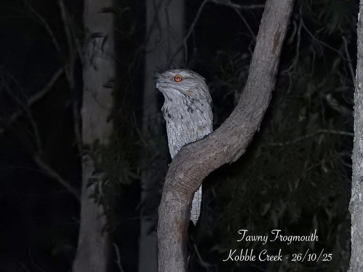 Tawny Frogmouth - ML644138083