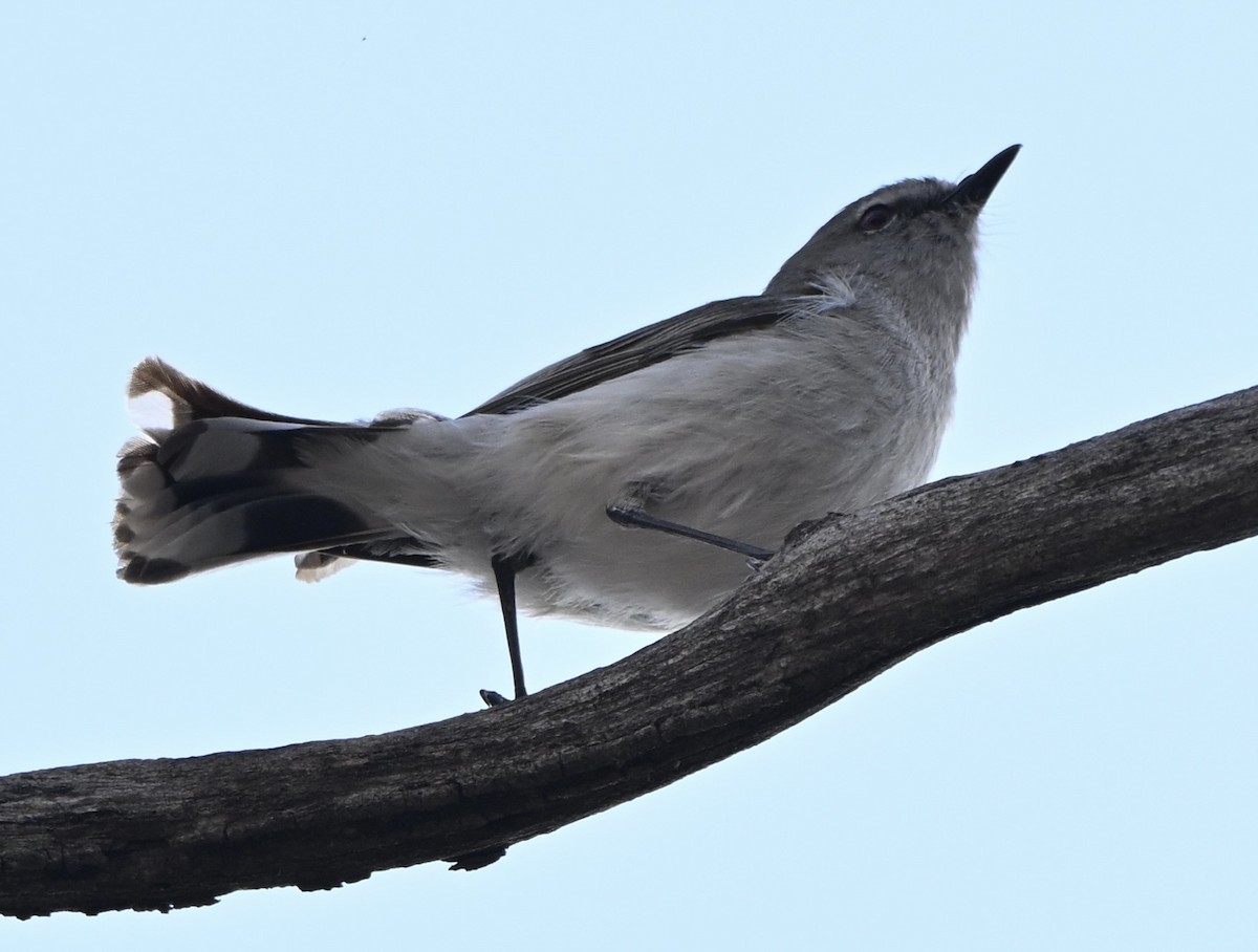 Western Gerygone - ML644138085