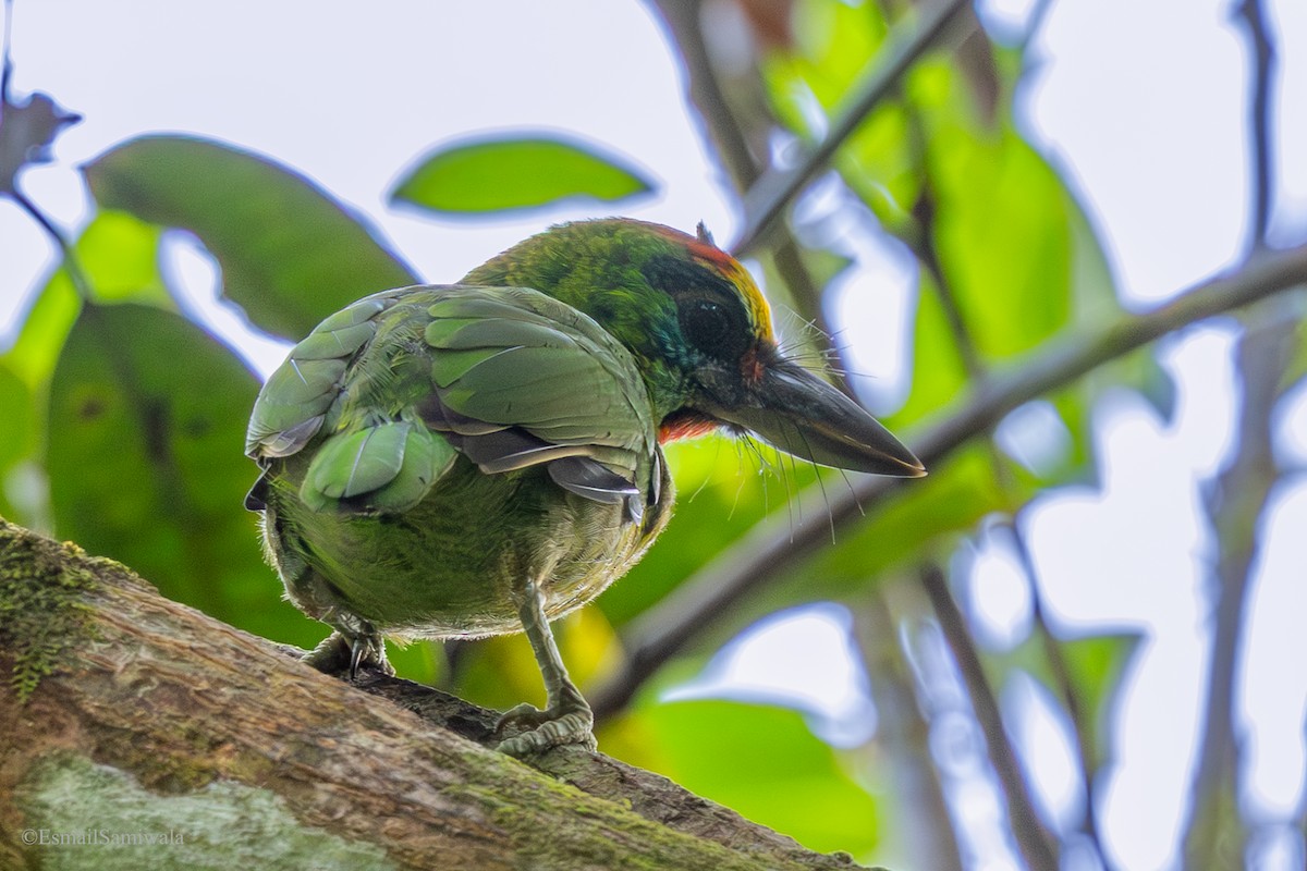 Red-throated Barbet - ML644138086