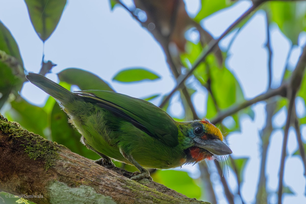 Red-throated Barbet - ML644138088
