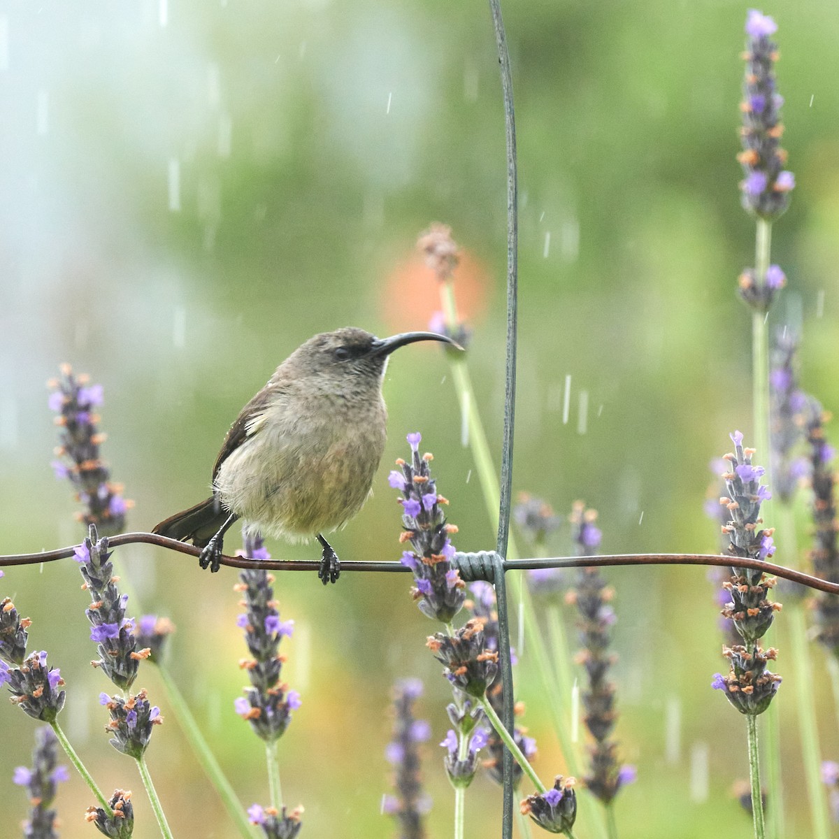 Greater Double-collared Sunbird - ML644138089