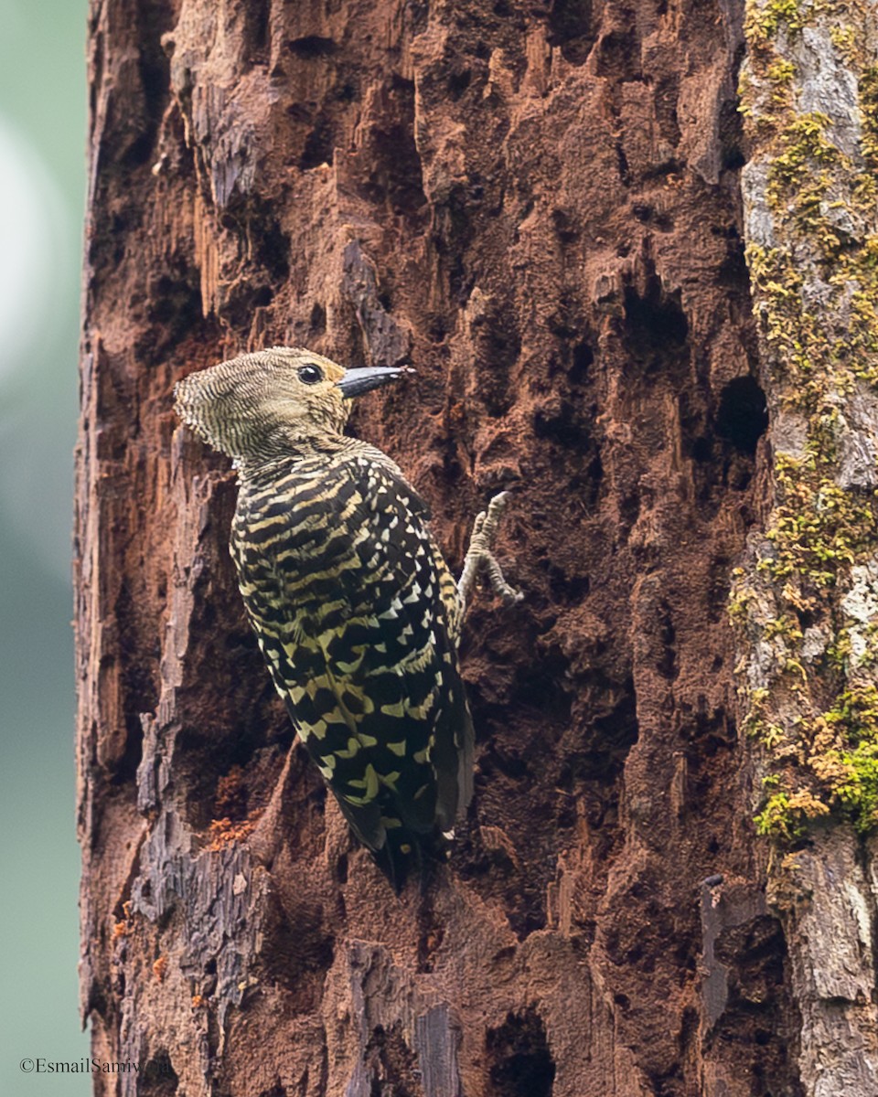 Buff-rumped Woodpecker - ML644138106