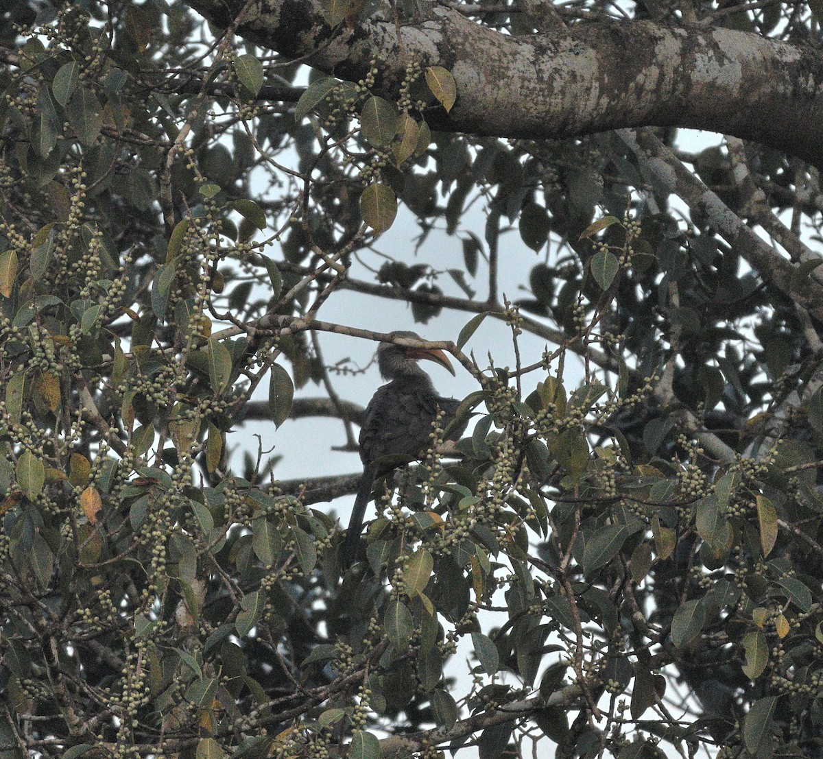 Malabar Gray Hornbill - ML644138113
