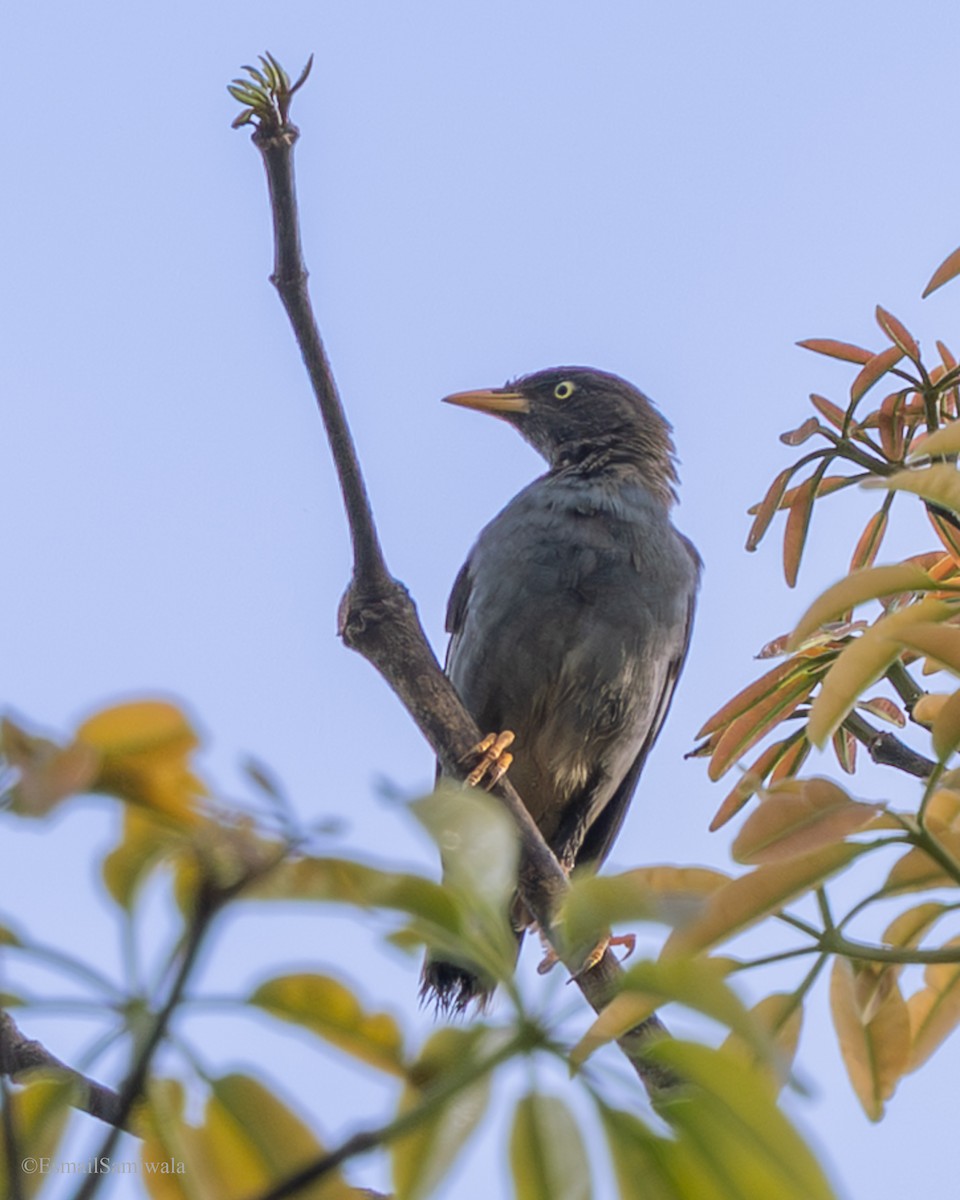 Javan Myna - ML644138115