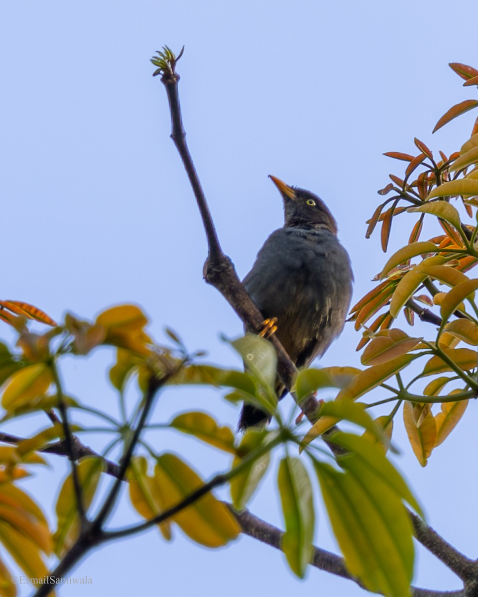 Javan Myna - ML644138116