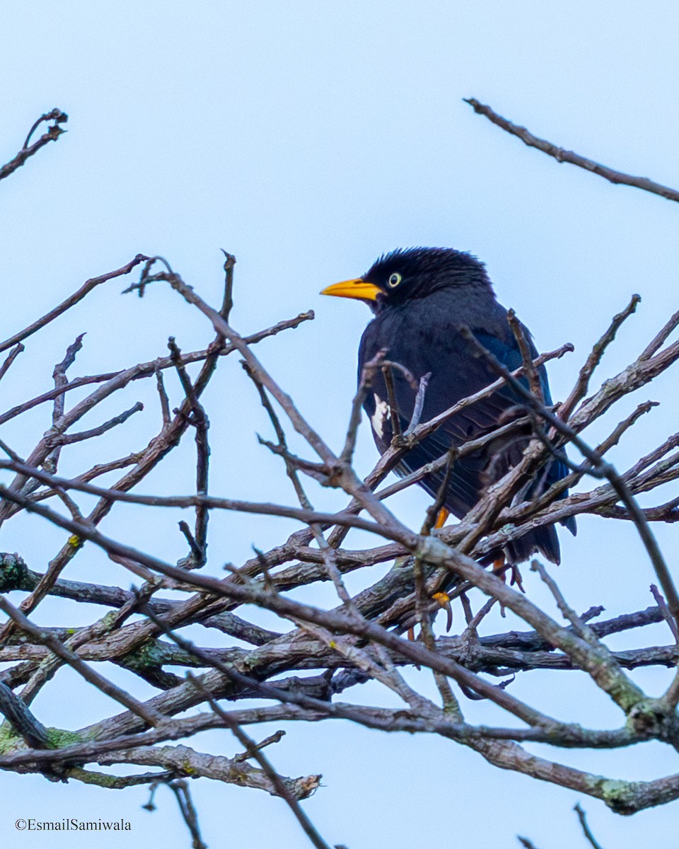 Javan Myna - ML644138117