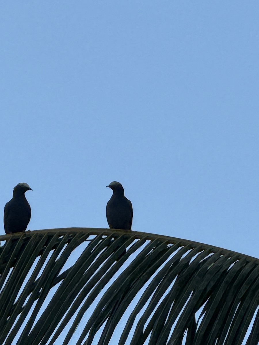 White-crowned Pigeon - ML644138124