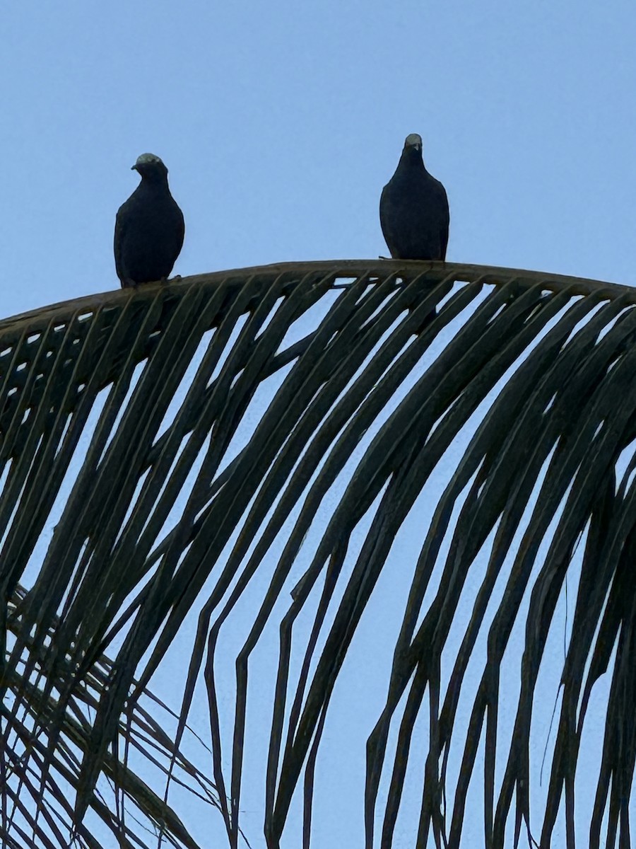 White-crowned Pigeon - ML644138125