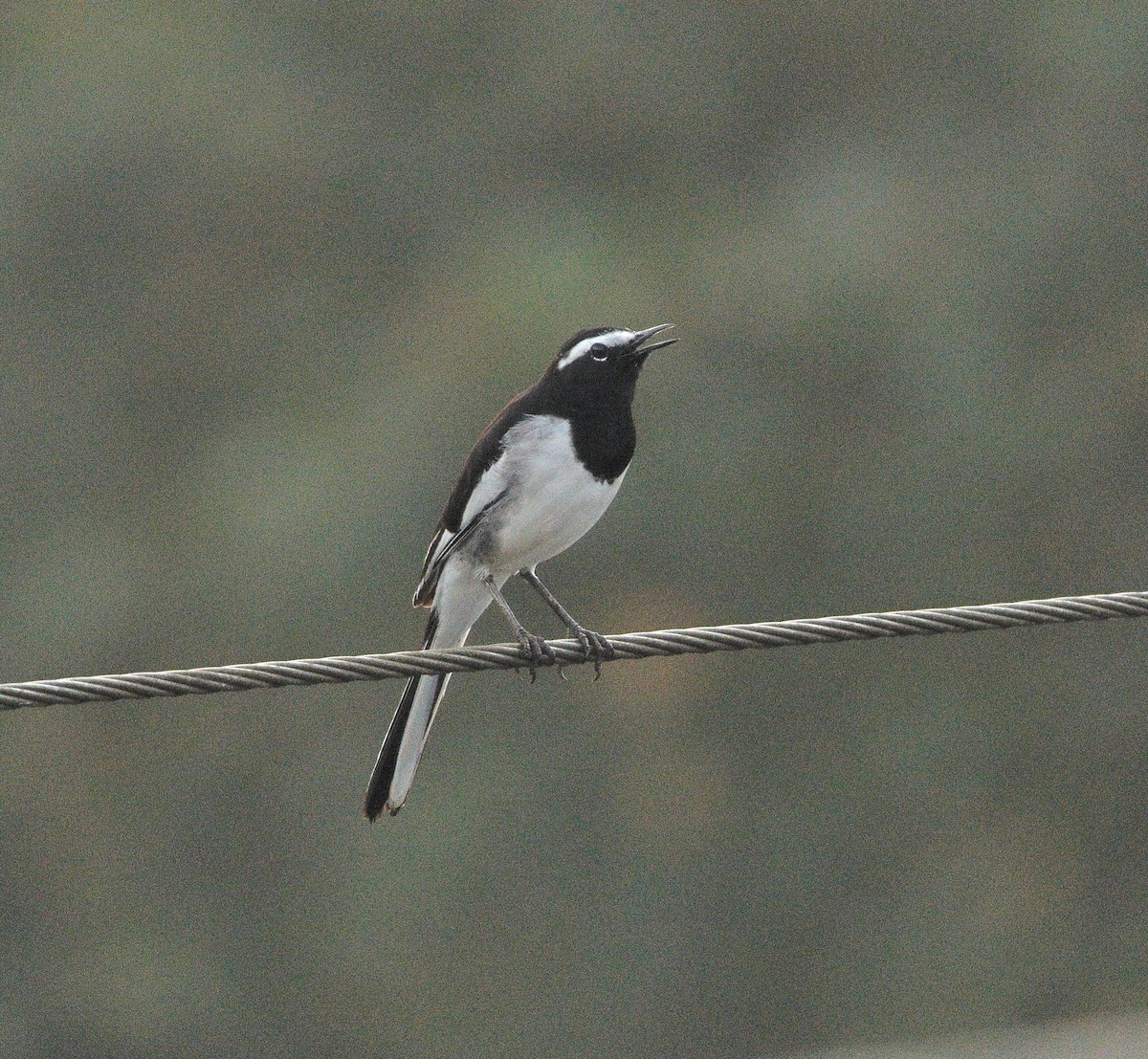 White-browed Wagtail - ML644138130