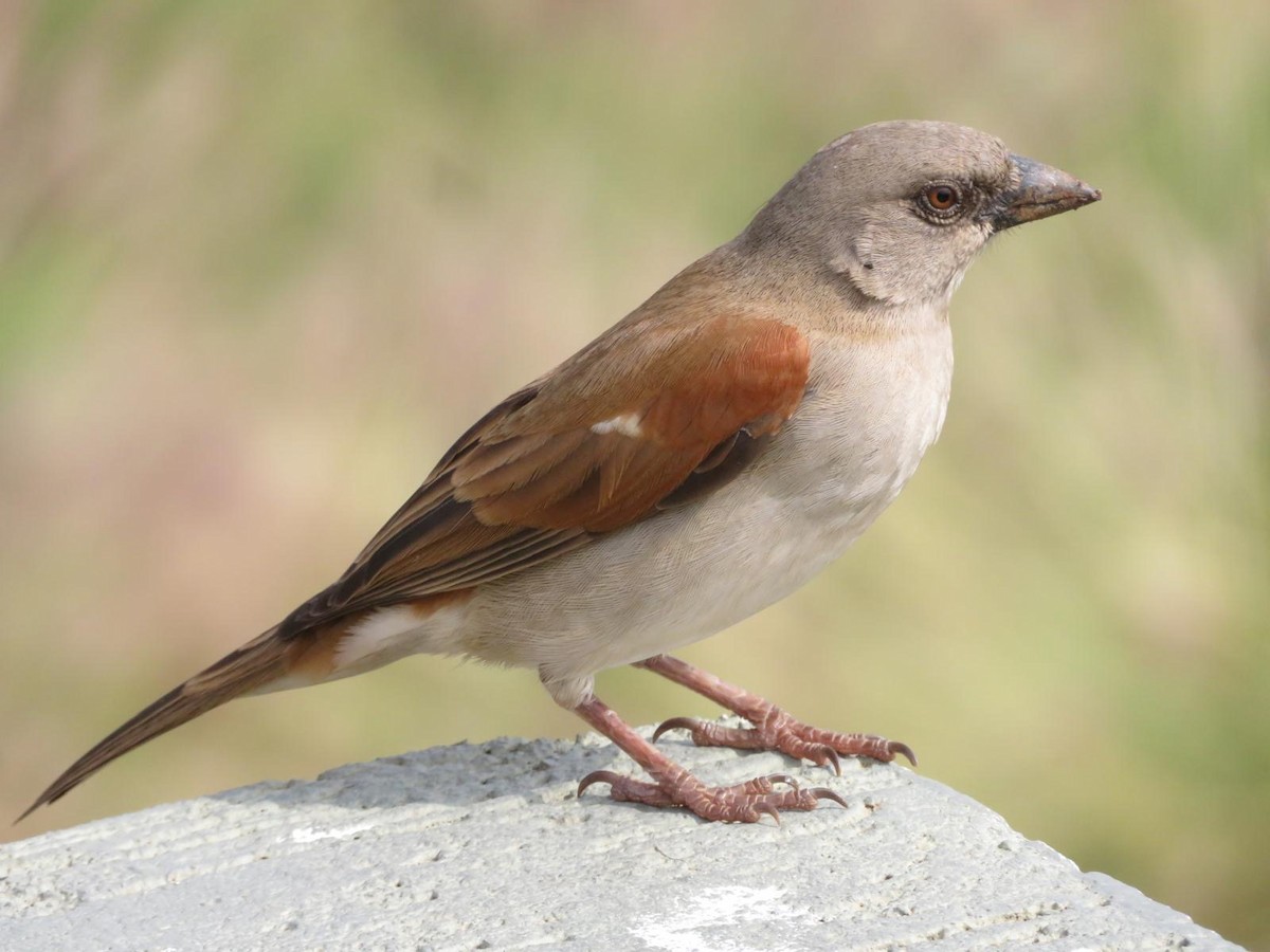 Northern Gray-headed Sparrow - ML644138153