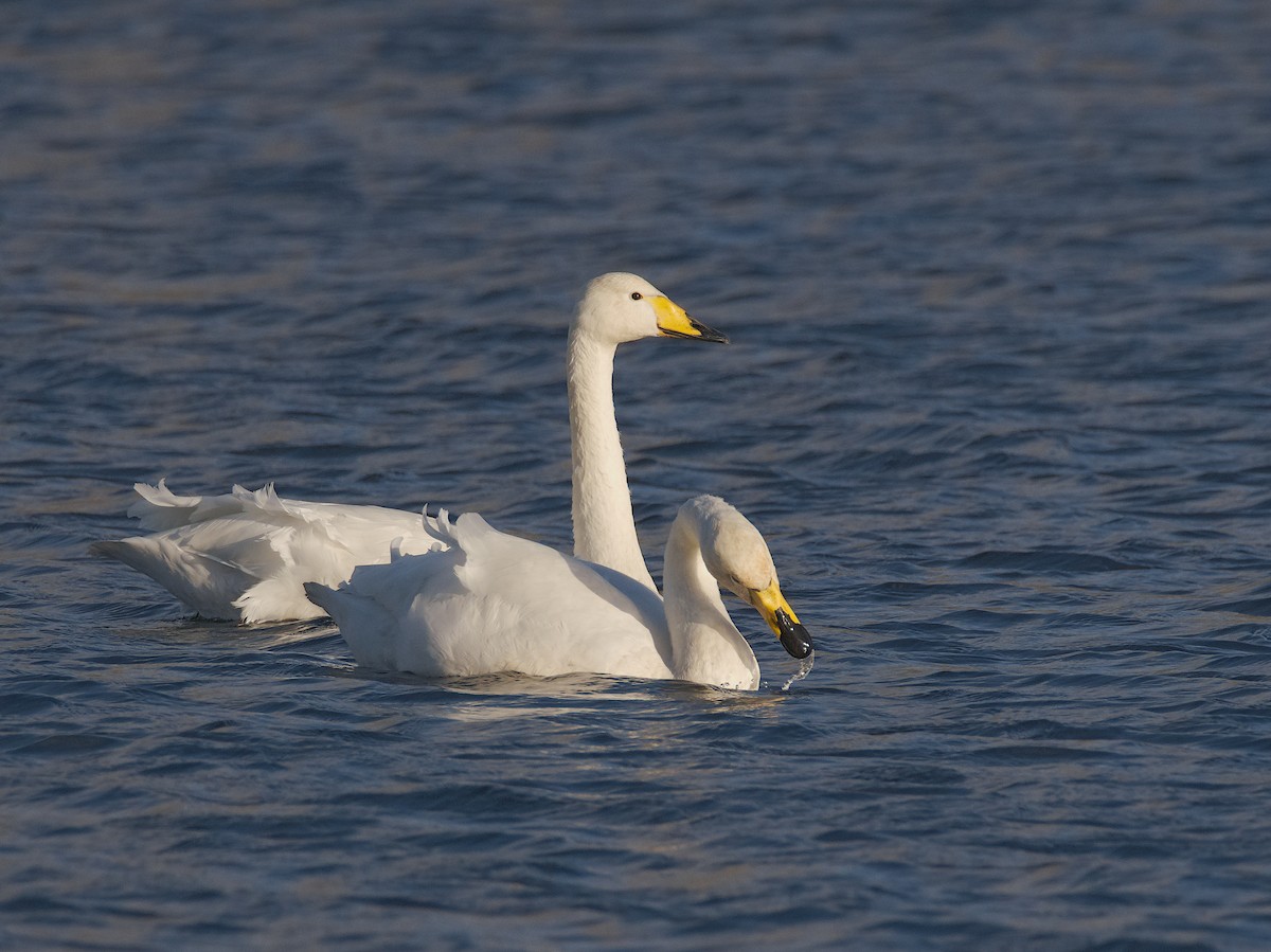 Whooper Swan - ML644138155