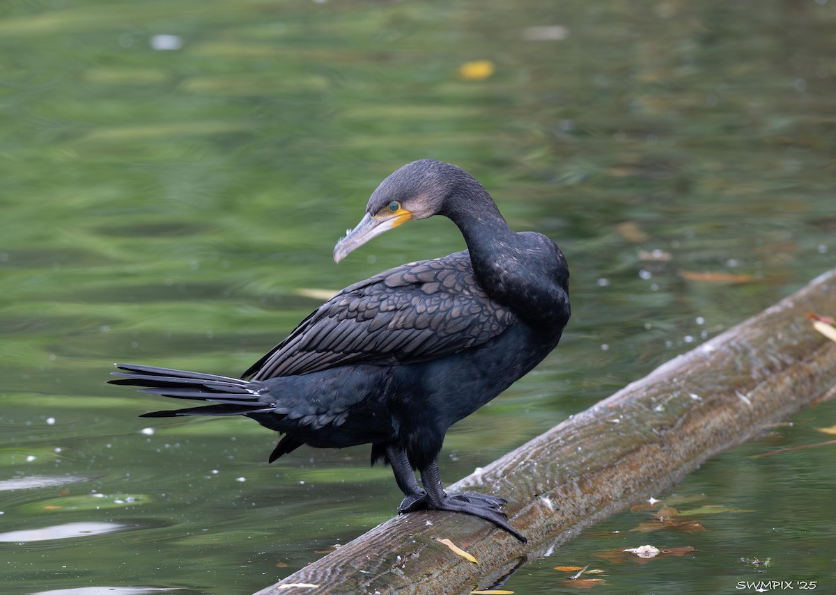 Great Cormorant - ML644138157