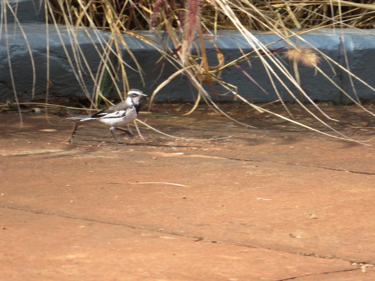 African Pied Wagtail - ML644138158