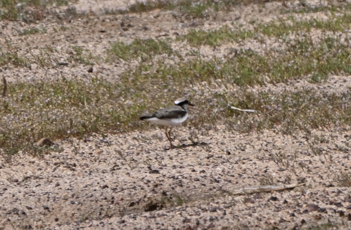 Black-fronted Dotterel - ML644138163