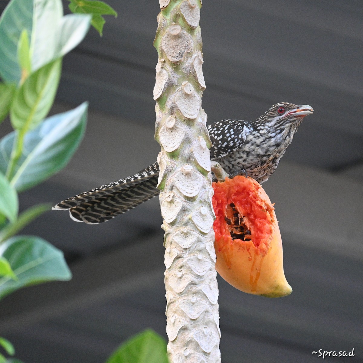 Asian Koel - ML644138173