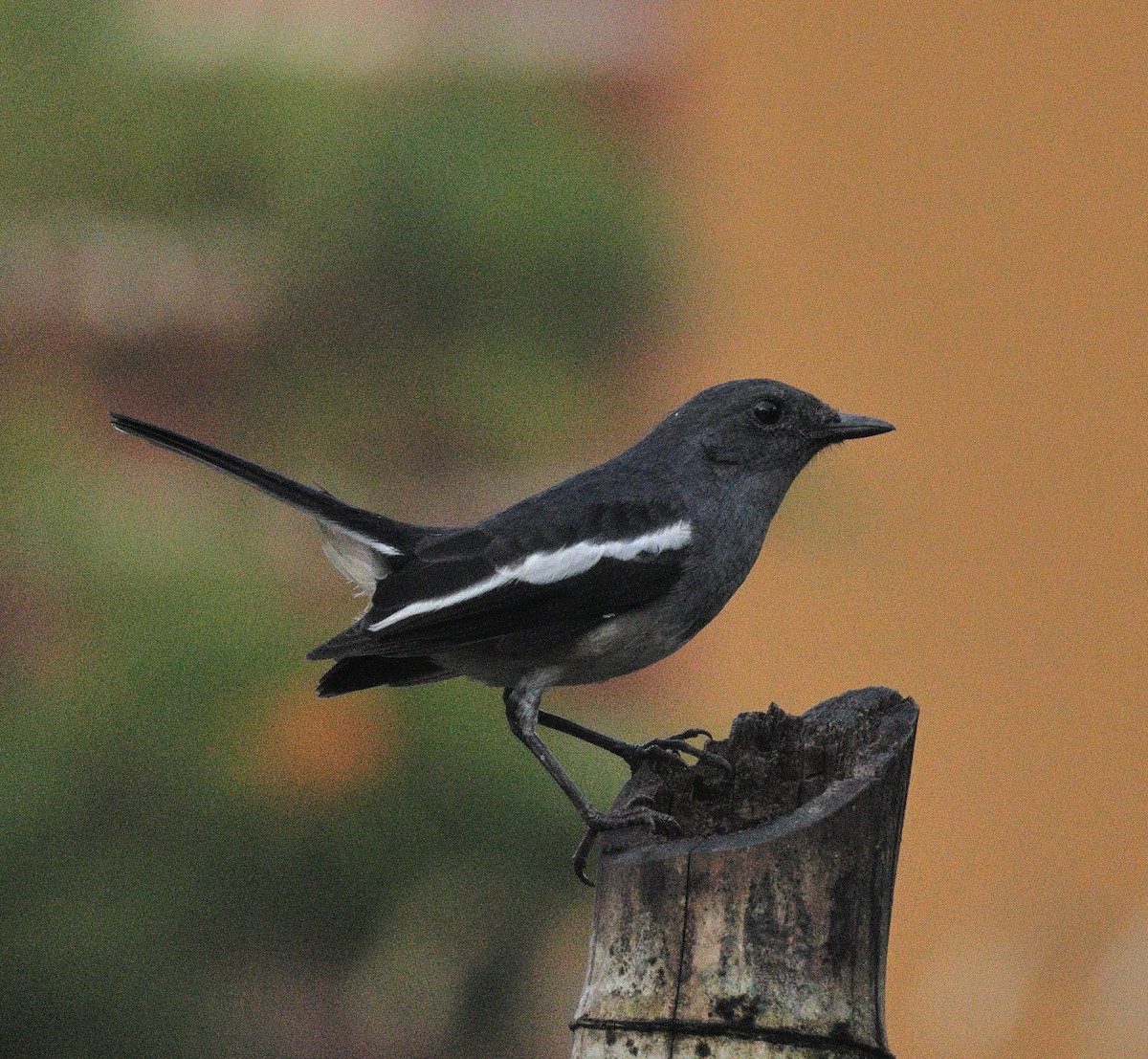 Oriental Magpie-Robin - ML644138174