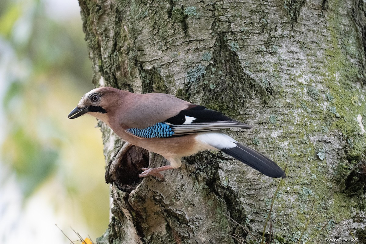 Eurasian Jay - ML644138175