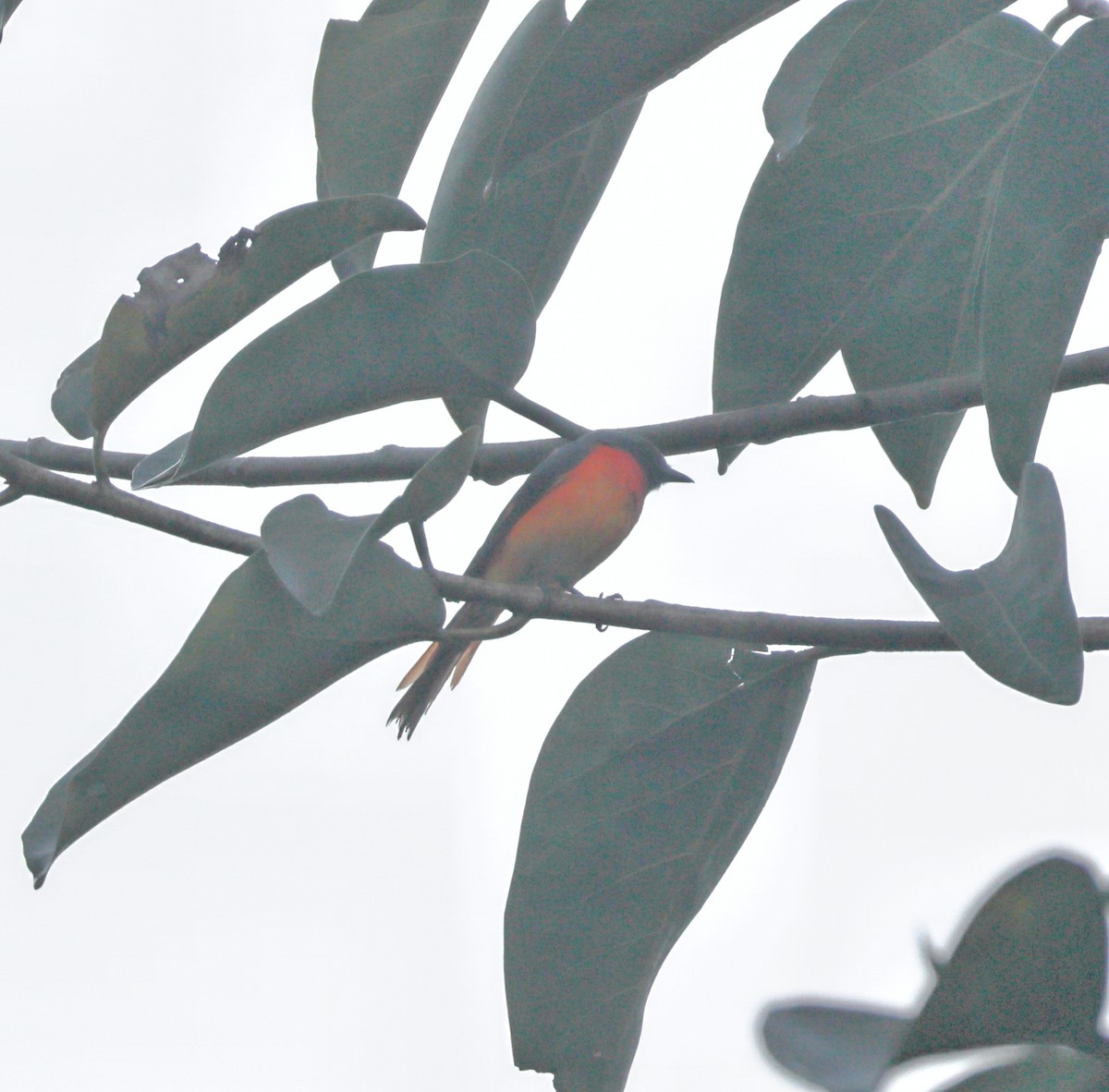Small Minivet - ML644138181