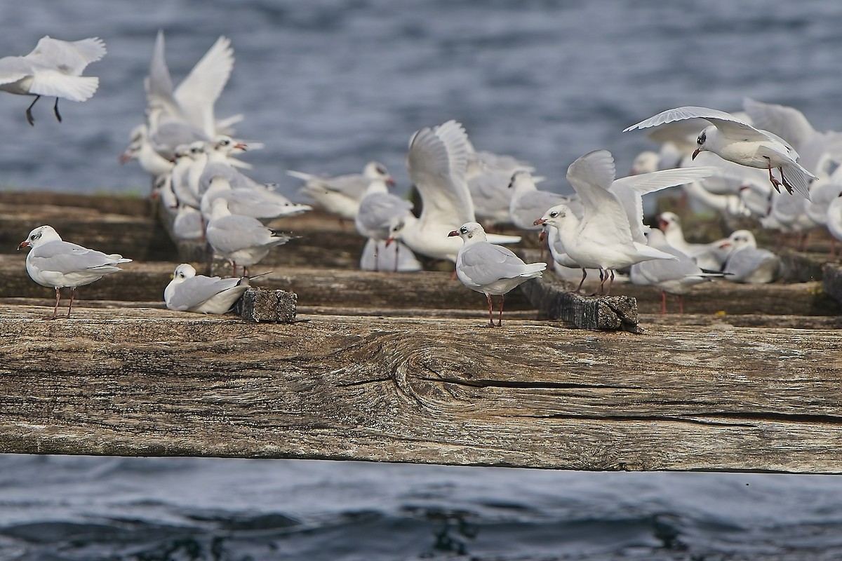 ニシズグロカモメ - ML644138186