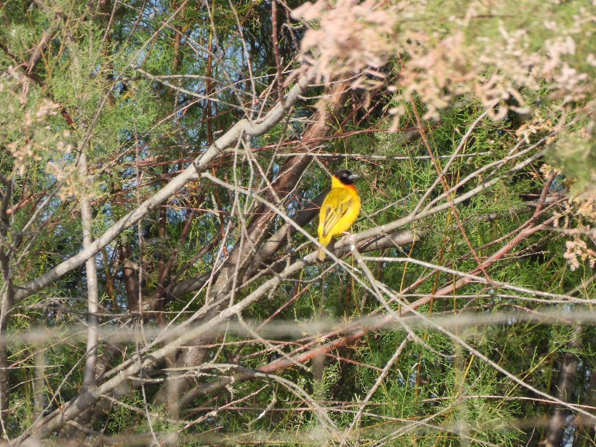 Black-headed Weaver - ML644138195