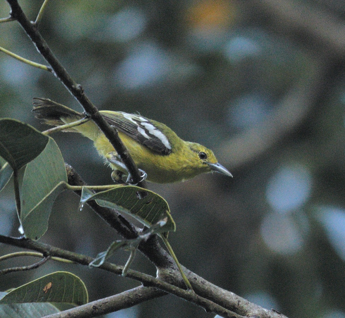 Common Iora - ML644138213