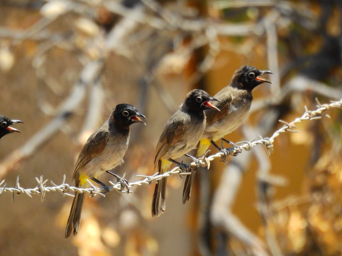 White-spectacled Bulbul - ML644138214