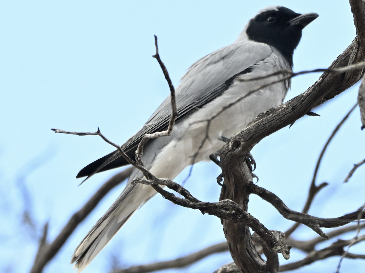 Black-faced Cuckooshrike - ML644138217
