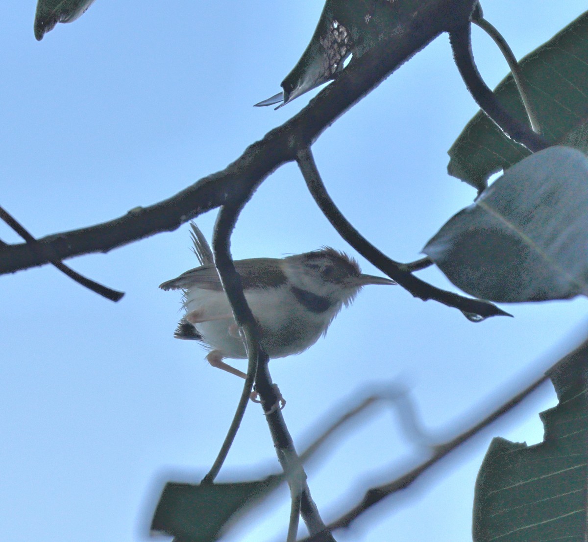 Common Tailorbird - ML644138227