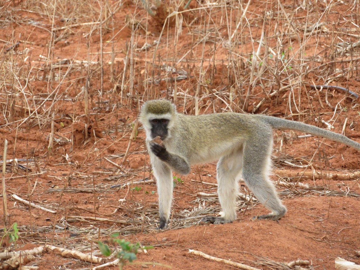 Animals - ML644138230