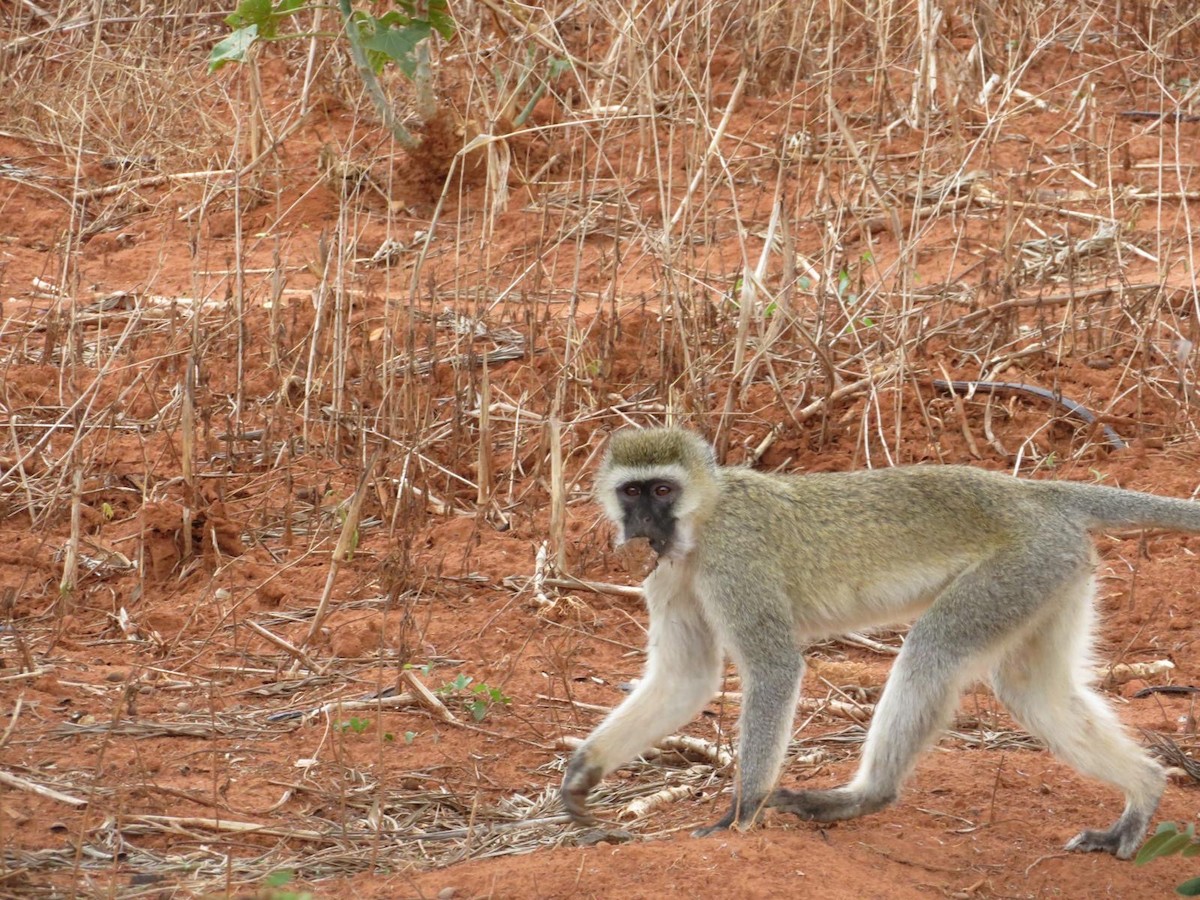 Animals - ML644138231