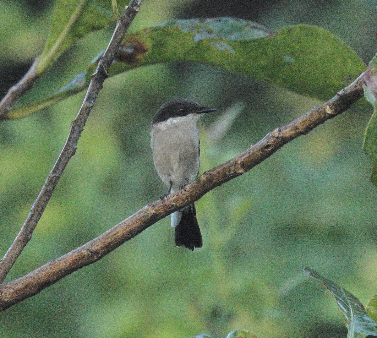 Bar-winged Flycatcher-shrike - ML644138240
