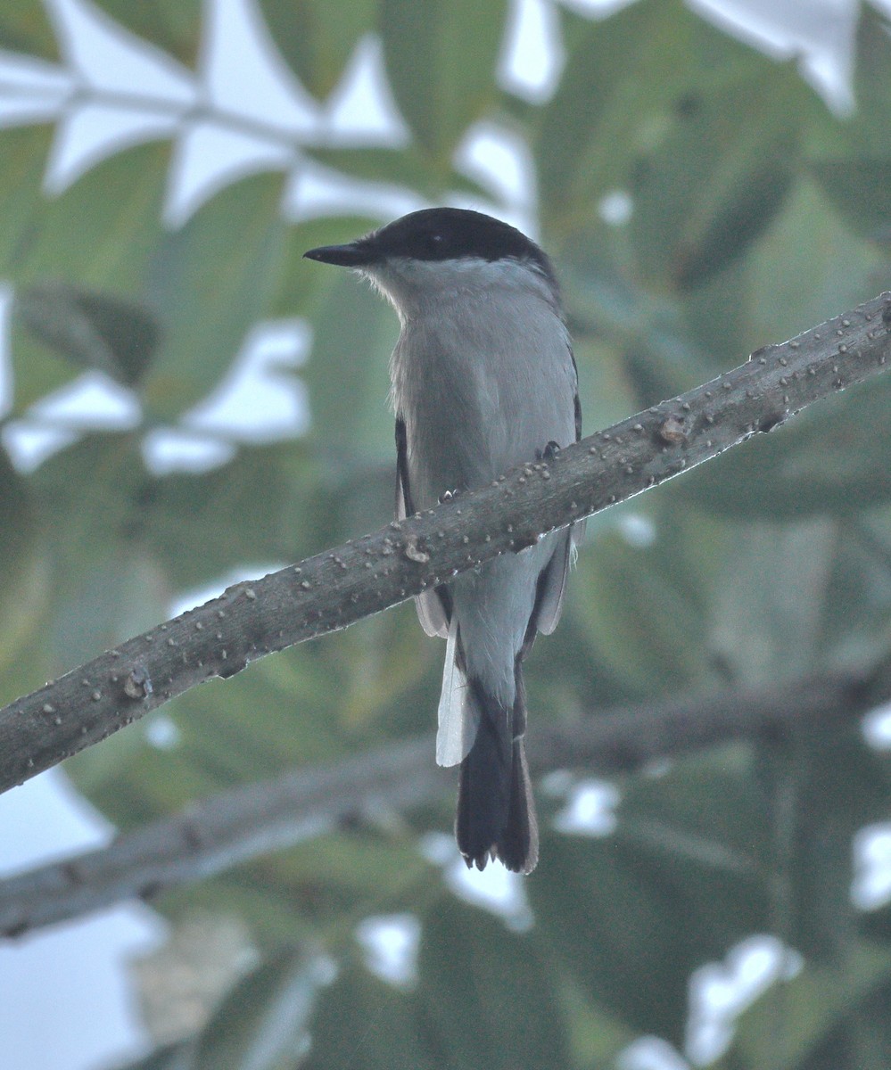 Bar-winged Flycatcher-shrike - ML644138243