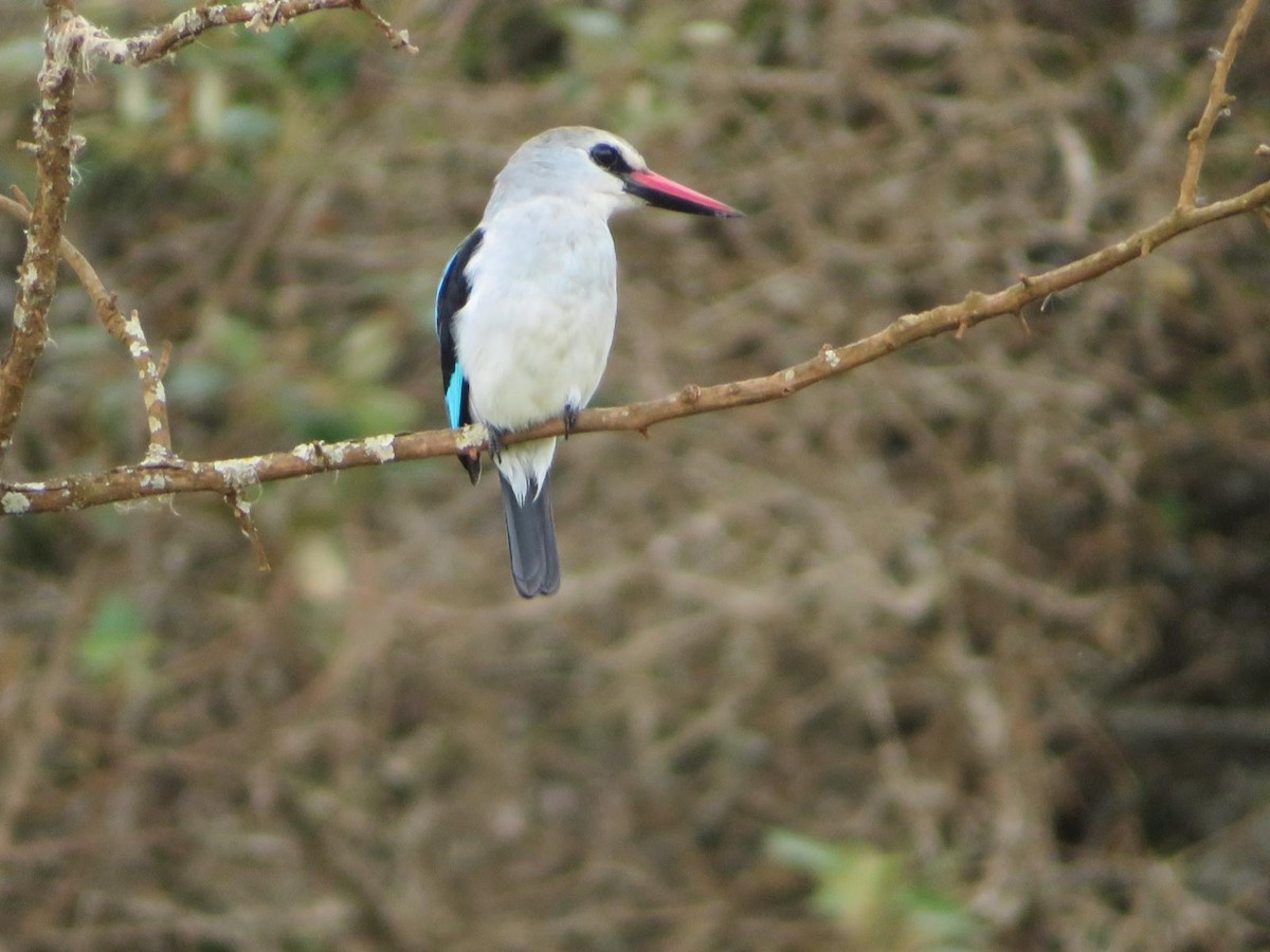 Woodland Kingfisher - ML644138244