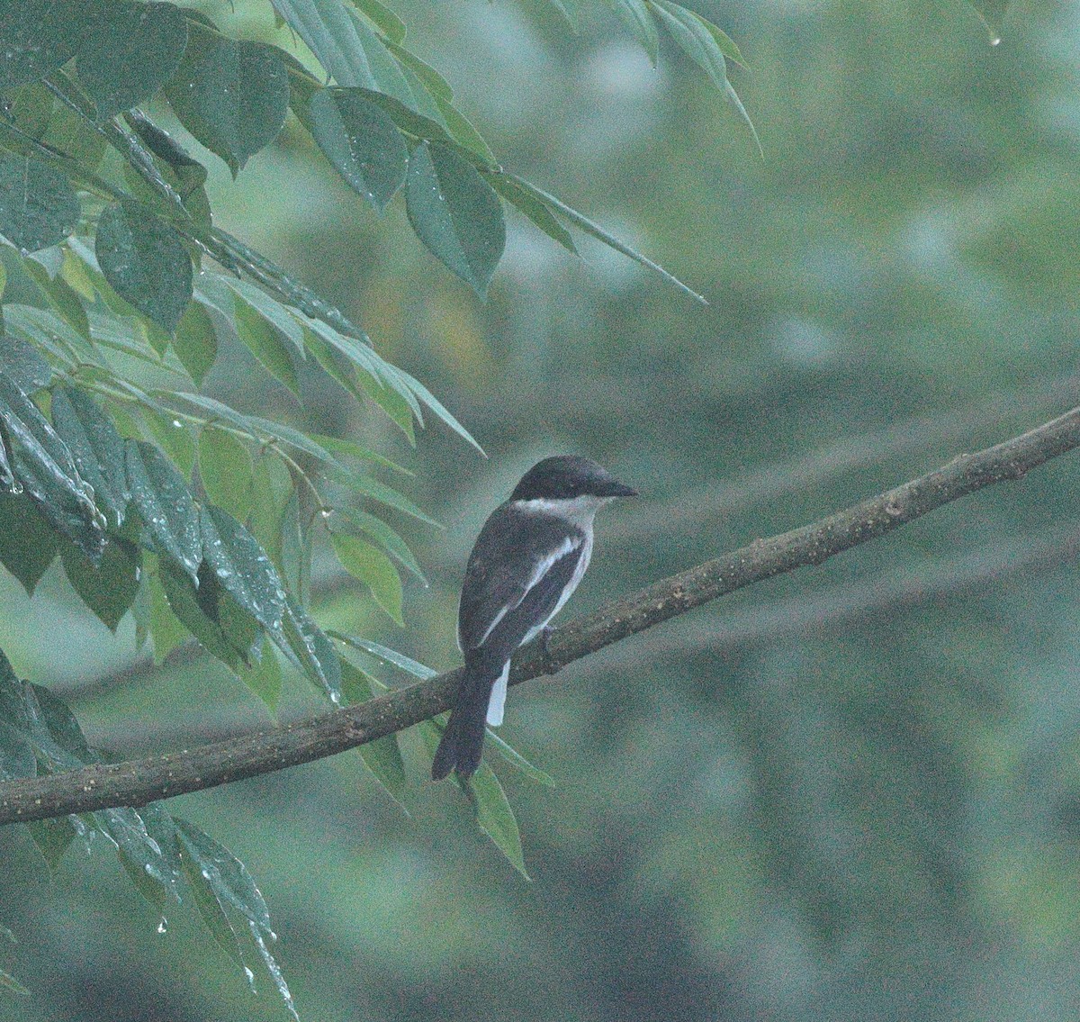 Bar-winged Flycatcher-shrike - ML644138250