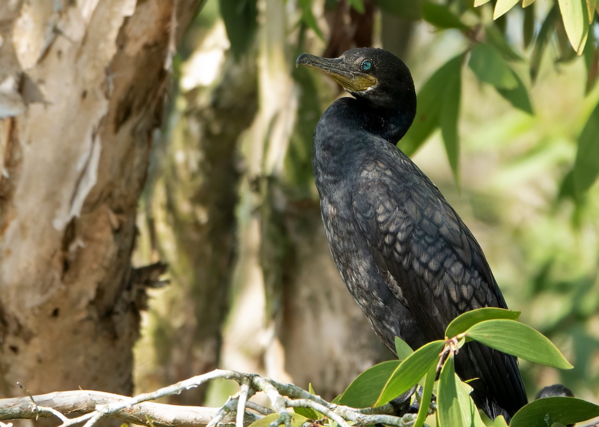 Indian Cormorant - ML644138252