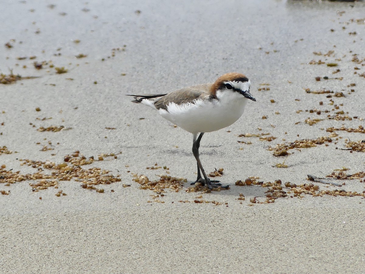 Red-capped Plover - ML644138260