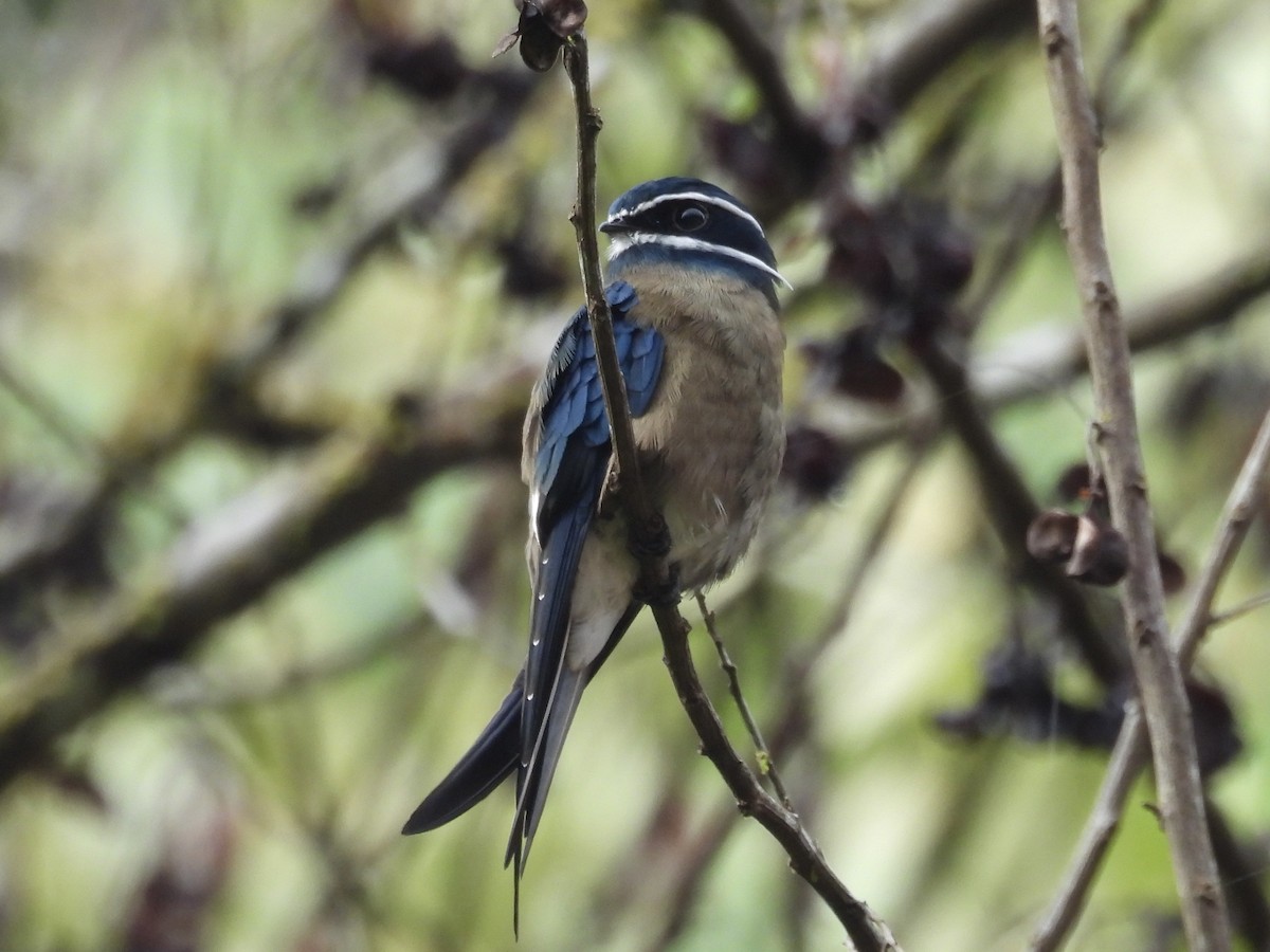 Whiskered Treeswift - ML644138269