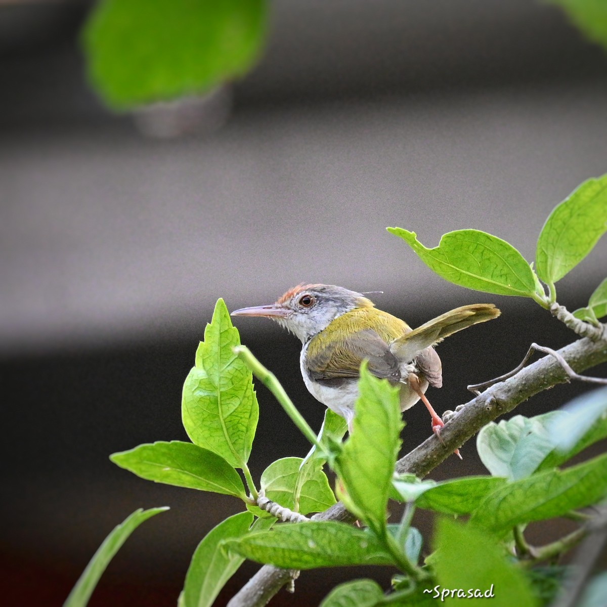 Common Tailorbird - ML644138291