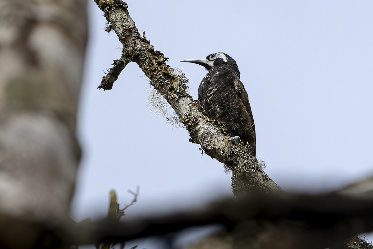 Cinnamon-browed Melidectes - ML644138292