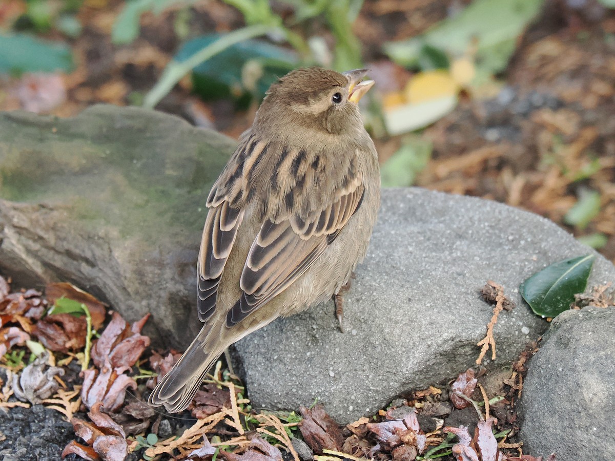 Italian Sparrow - ML644138304