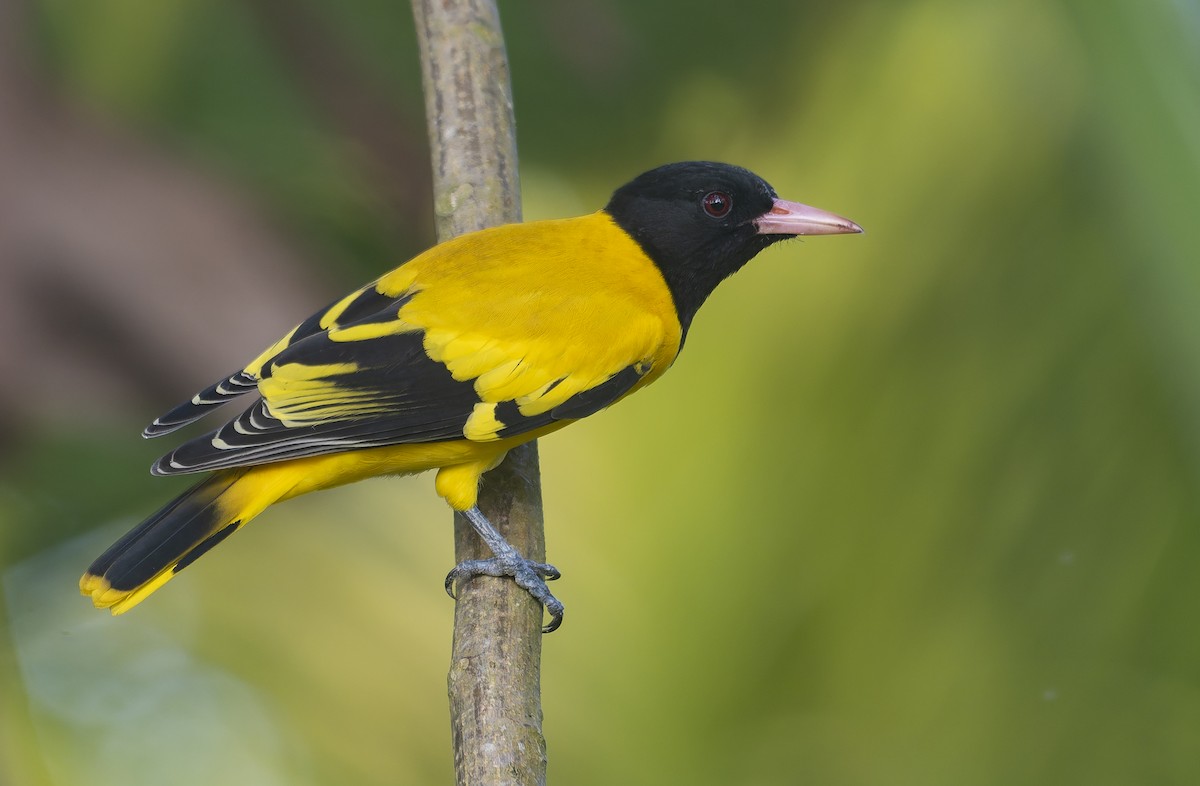 Black-hooded Oriole - ML644138328