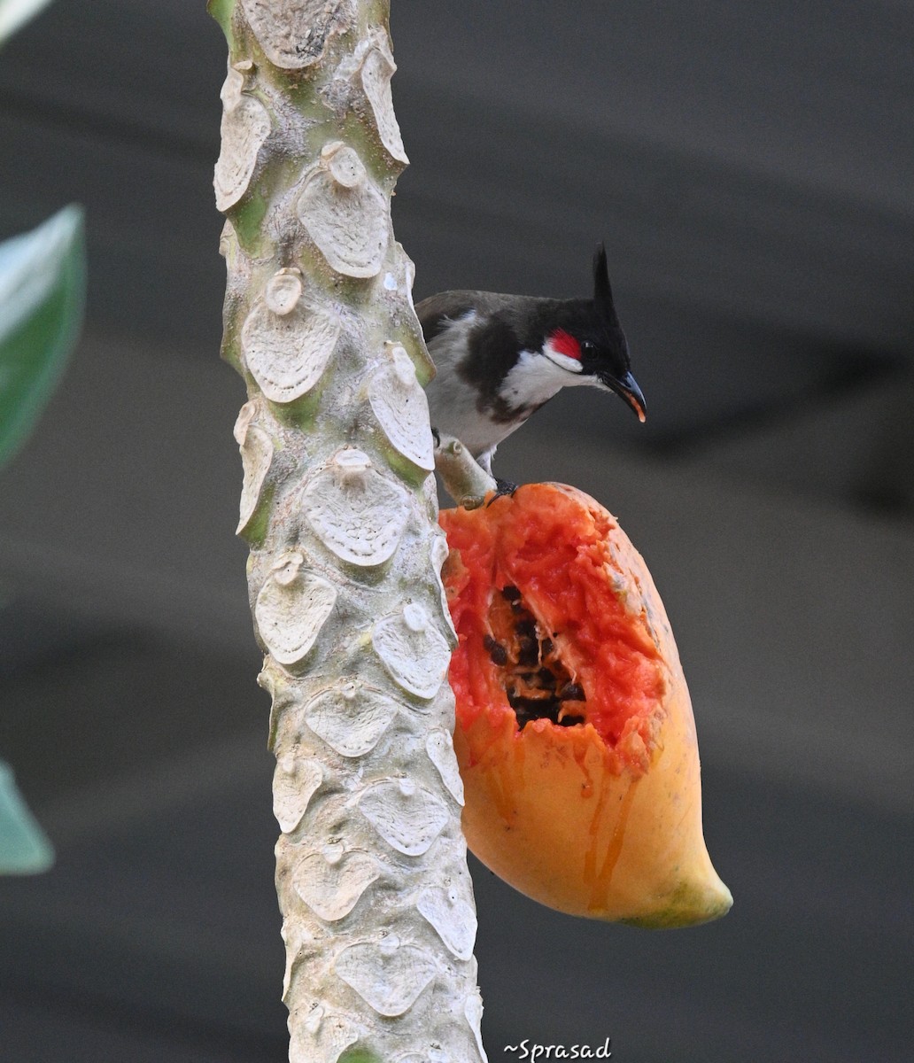 Red-whiskered Bulbul - ML644138341