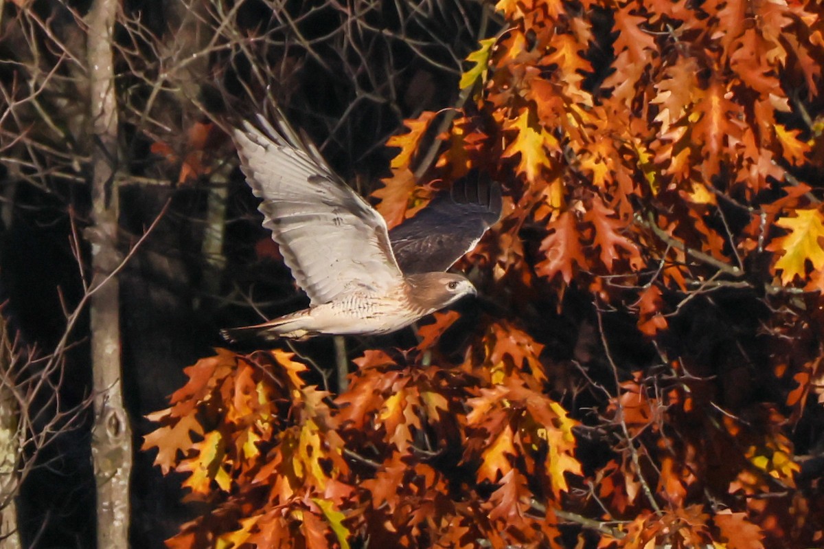 Red-tailed Hawk - ML644138364