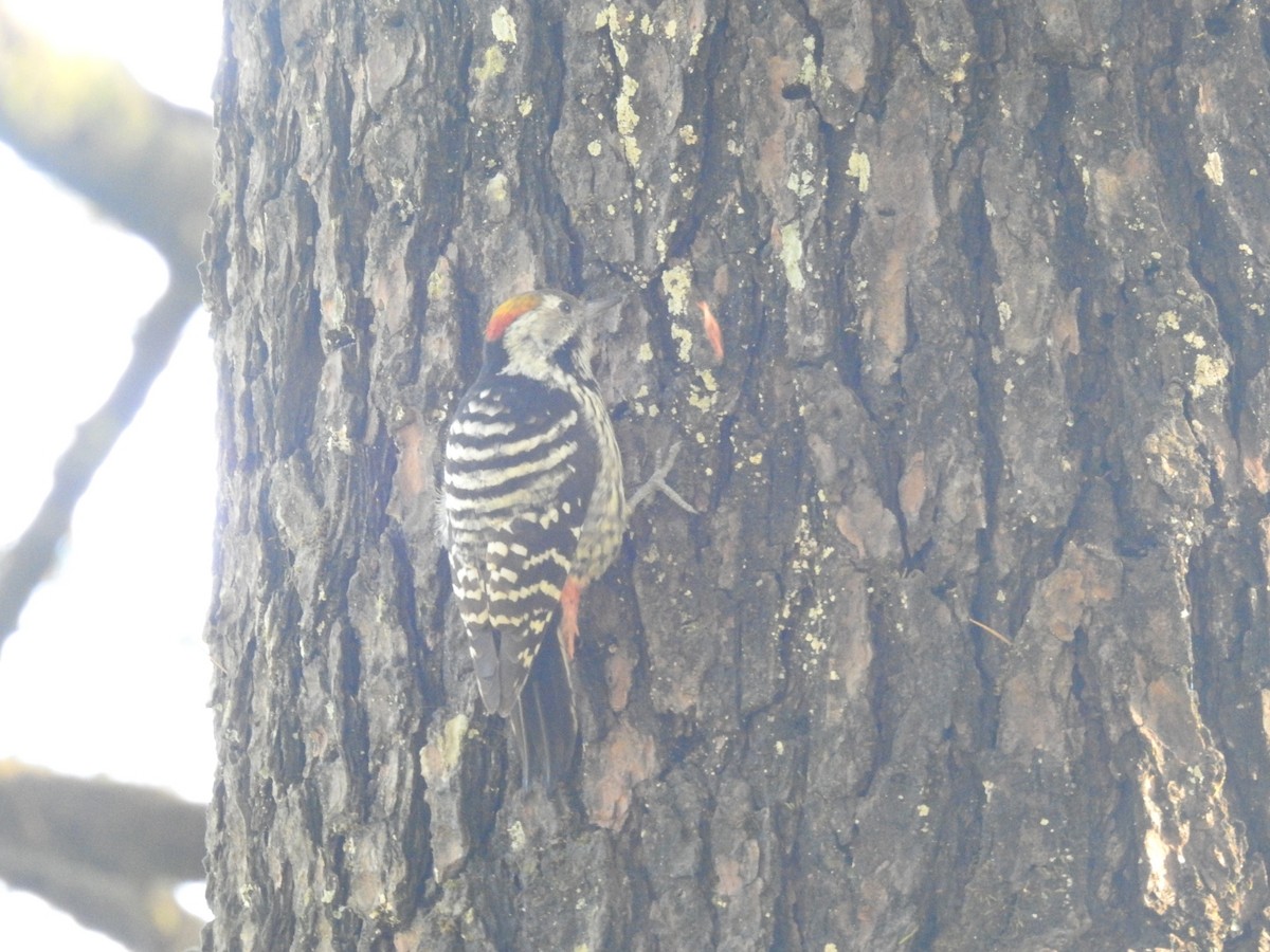 Коронованный дятел - ML644138369