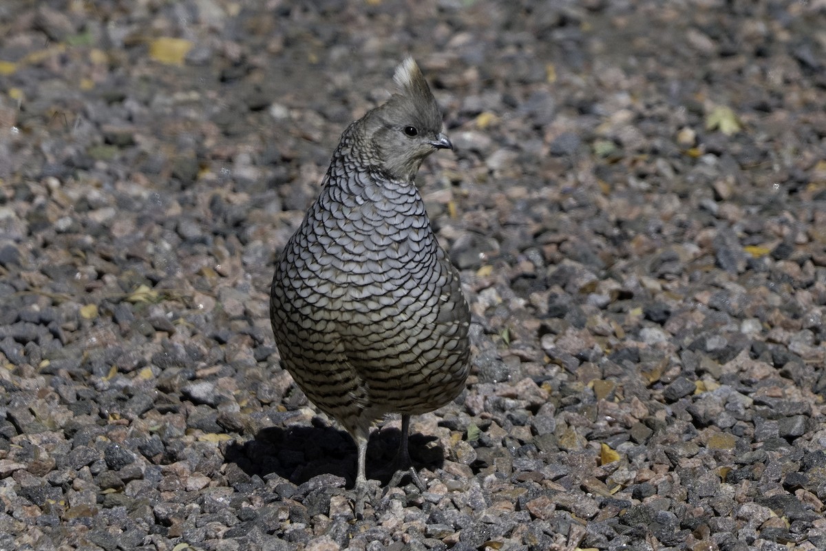 Scaled Quail - ML644138374