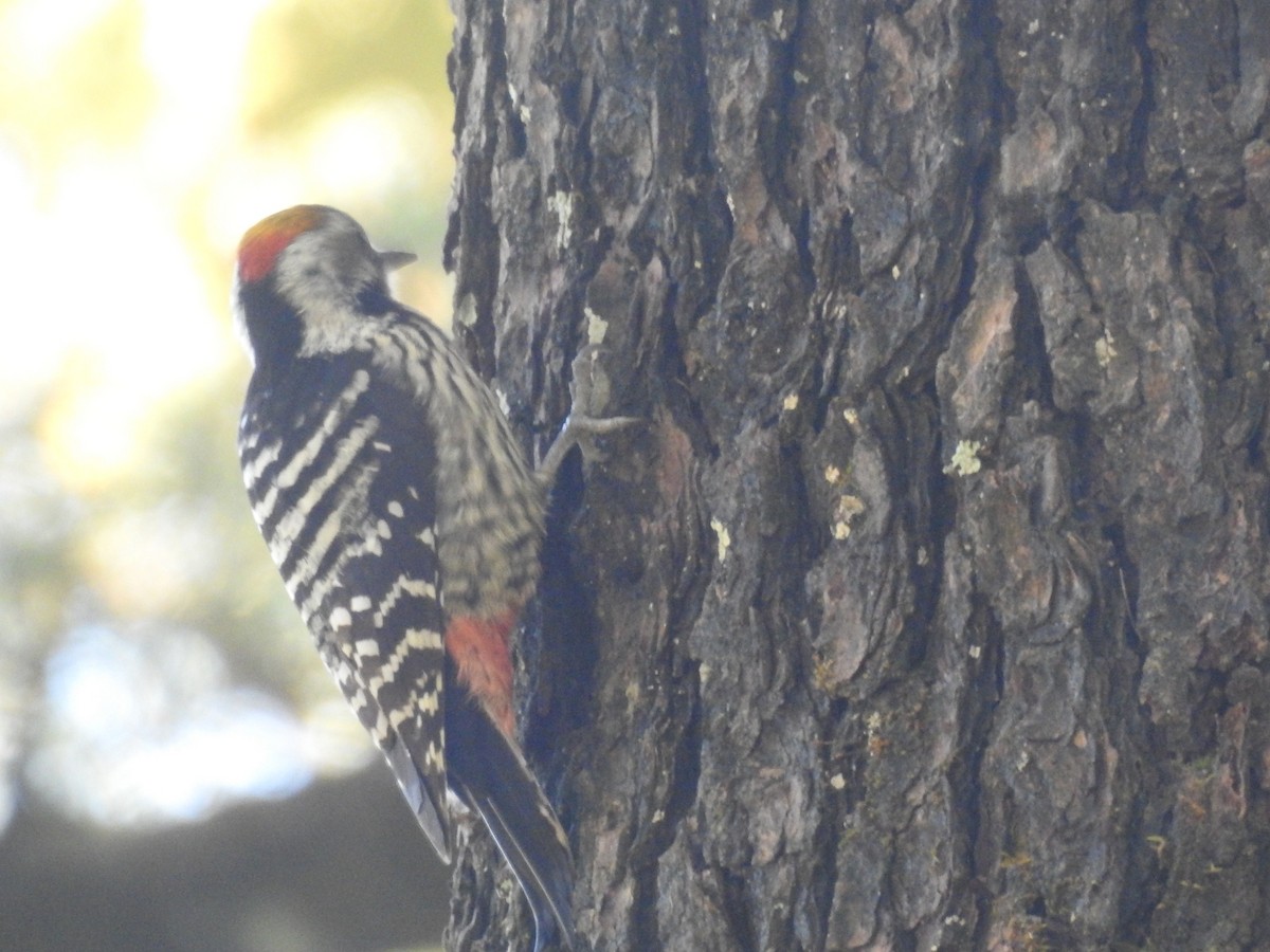 Коронованный дятел - ML644138383